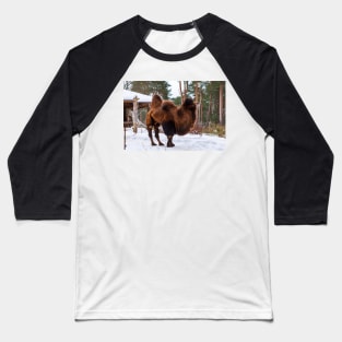 Bactrian Camel in snowy environment. Baseball T-Shirt
